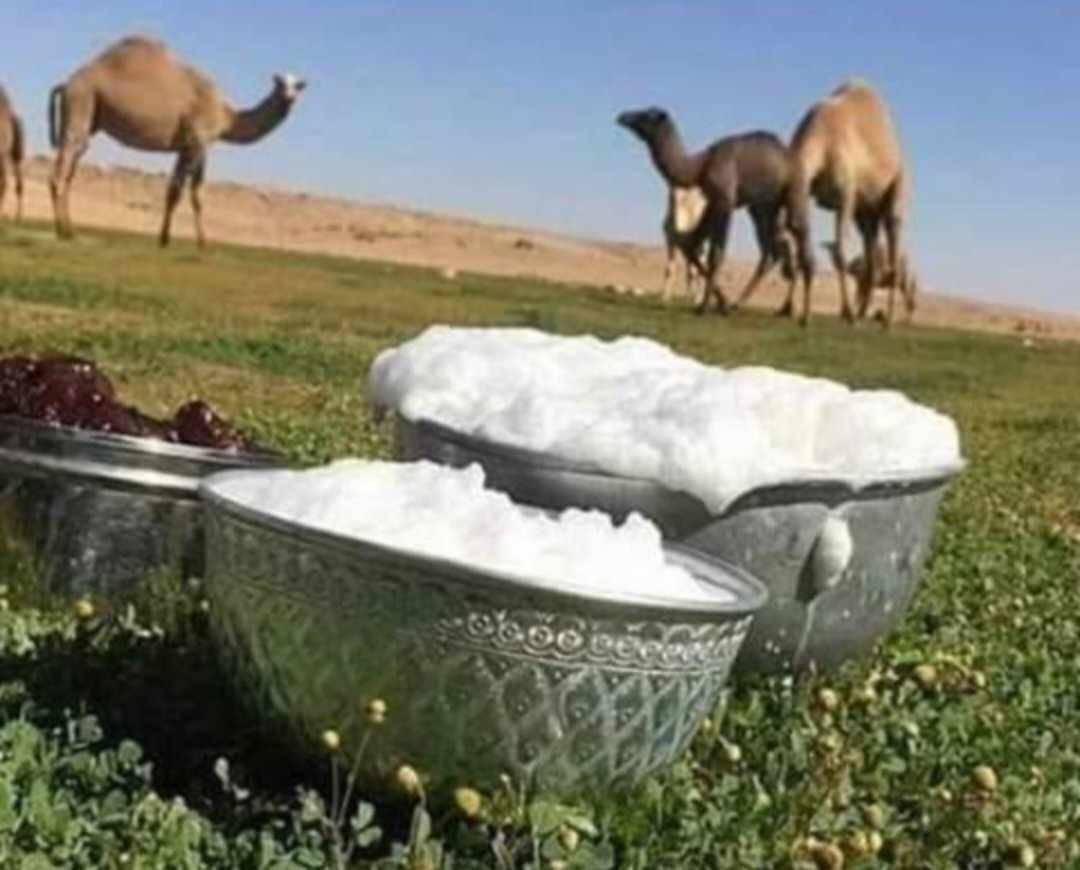 حليب الإبل هو الأقرب لحليب الأم... السبب