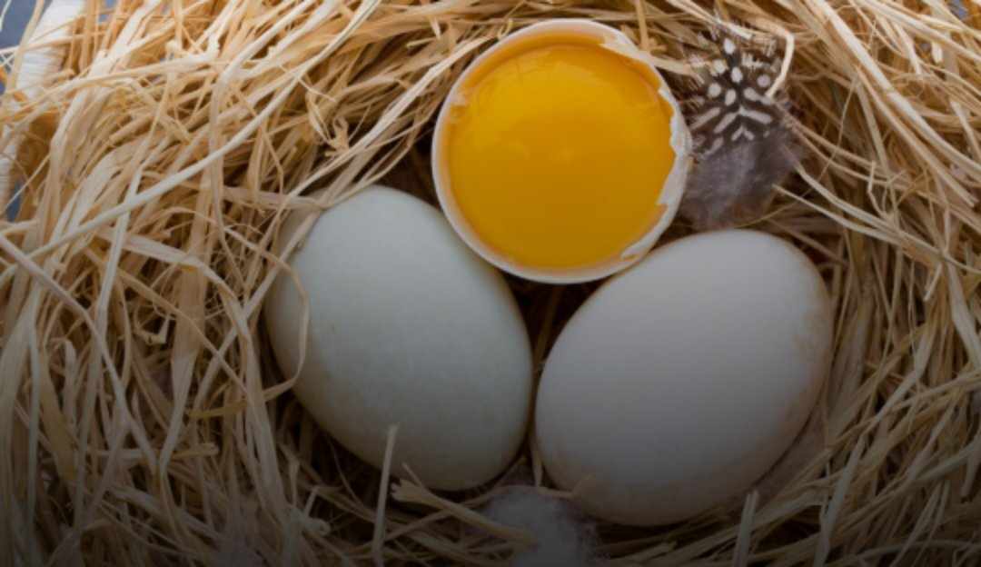 ماذا يحدث للجسم أثناء تناول  بيض البط او الدجاج...تفاصيل