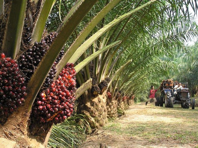 أسعار زيت النخيل تتراجع إلى أقل مستوياتها منذ 6 أسابيع .. مخاوف من ضعف الطلب