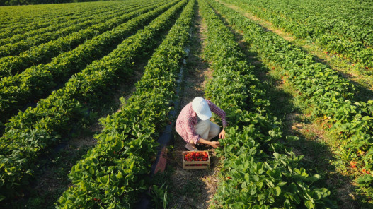 مقترح حكومي لإضافة وحدة جديدة للأمن الغذائي في وزارة الزراعة