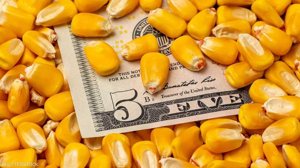 الذرة تسجل أكبر خسارة في 10 سنوات.. والقمح والصويا يهبطان