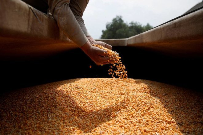 الذرة تختتم 2023 متراجعة 31 في أكبر خسارة منذ عقد والقمح والصويا يهبطان