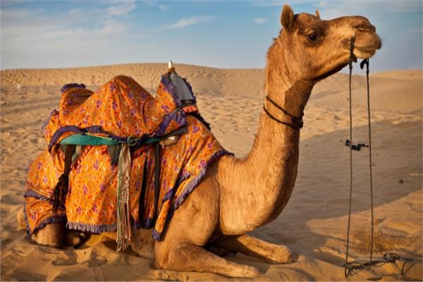 الجمل والبعيرة