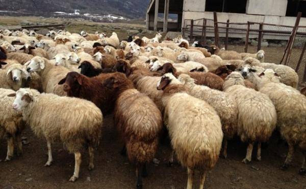 الزراعة: ضبط 600 ألف رأس أغنام حيازات وهمية منذ نيسان الماضي