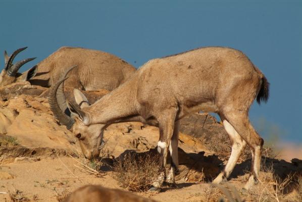 الأردن.. الحبس والغرامة لشخص اصطاد 9 حيوانات نادرة