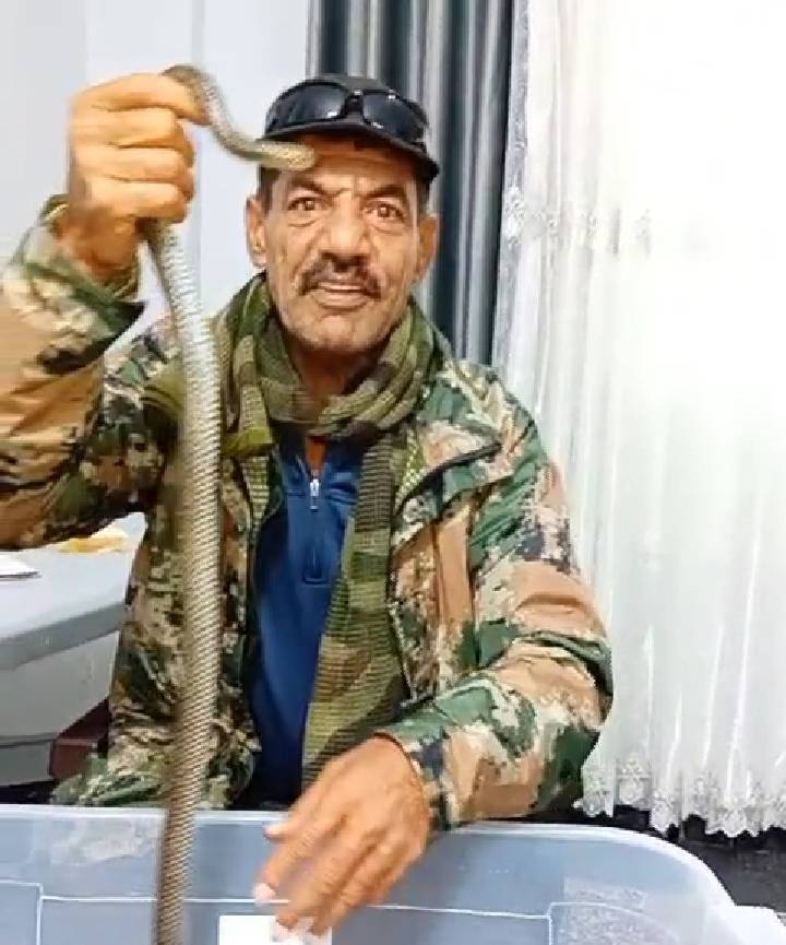 خبير الأفاعي ياسين الصقور يوثق لأول مرة بعالم الأفاعي حنيش _شيمدت_ البرتقالي الغير سام ...صور