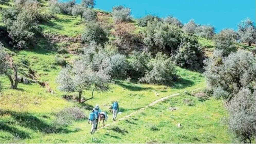 أعشاب جرش البرية والعلاجية.. كنز في سفوح الجبال والأودية يستهوي العائلات