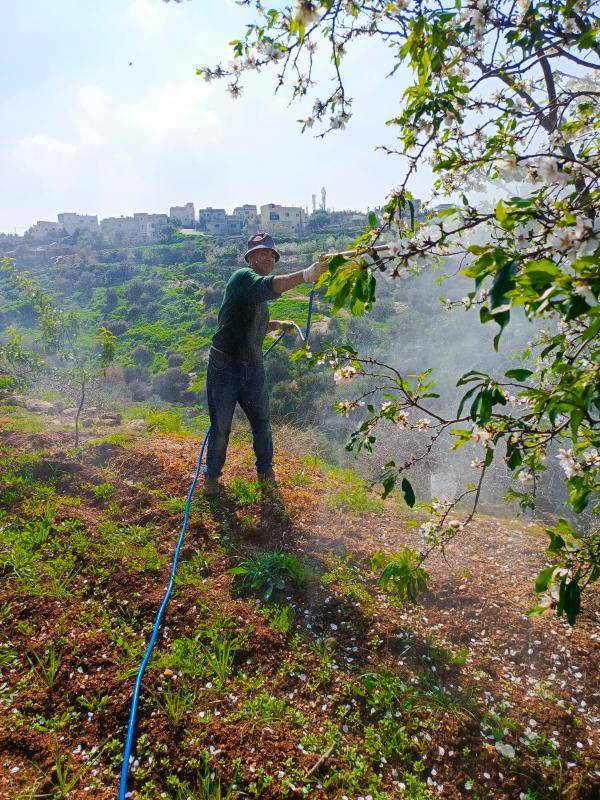 حملة لمكافحة العفن البني على اللوز في وسطية إربد