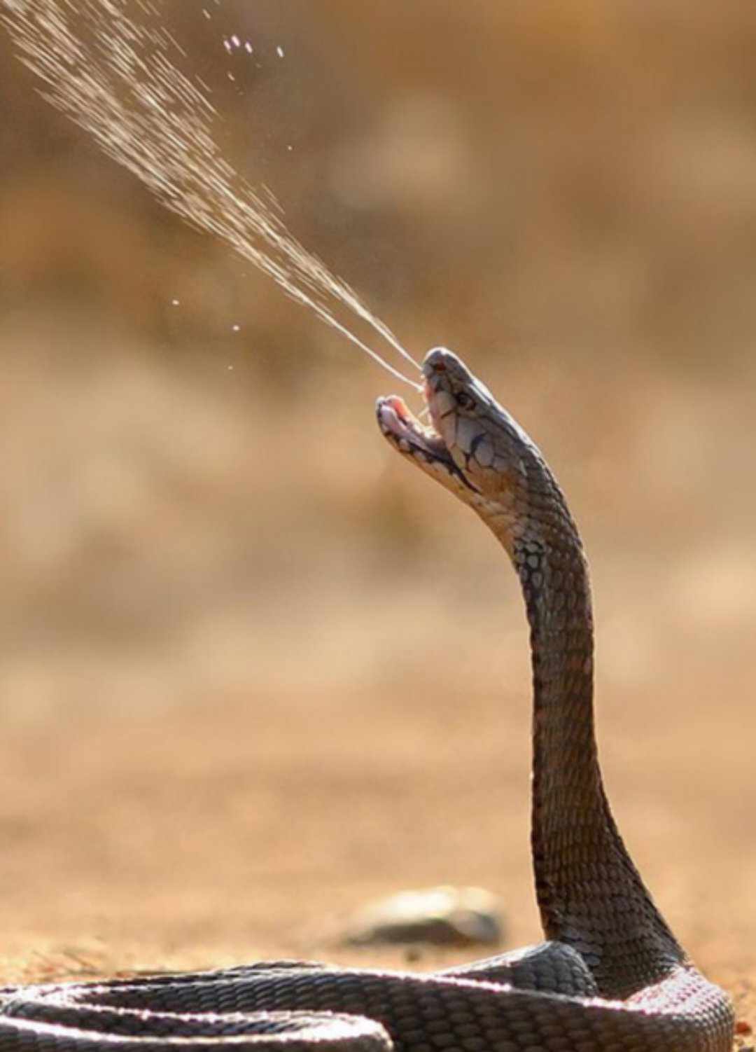 هل يعالج سم الأفعى السرطان... تفاصيل