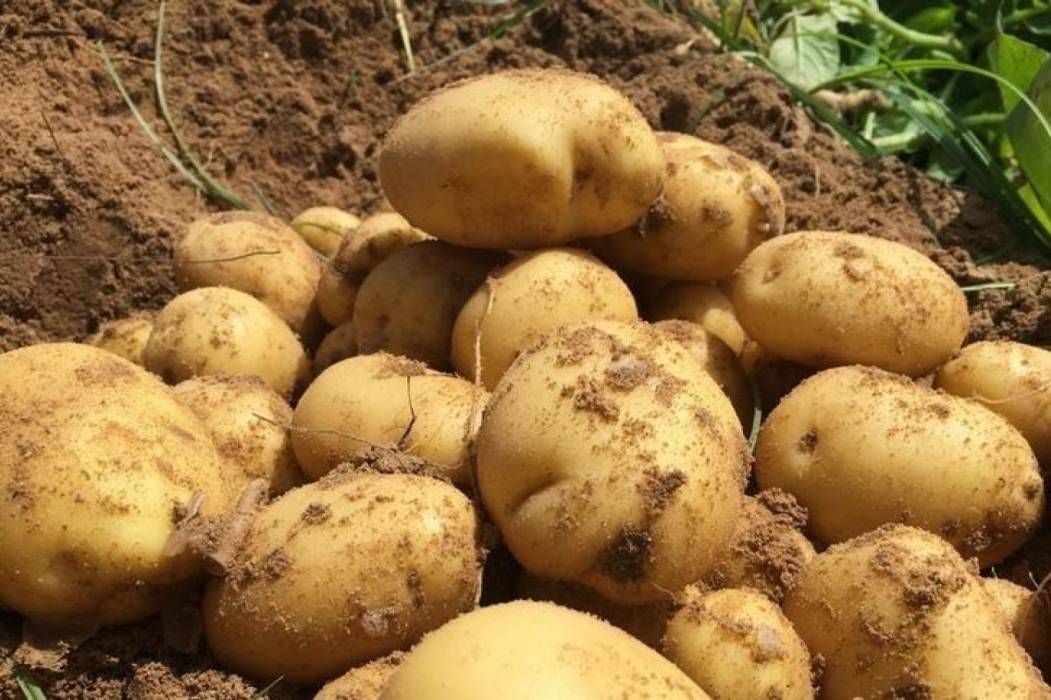 الزراعة عن البطاطا: هذه الأمراض لا تؤثر على صحة المستهلك والكميات وافرة