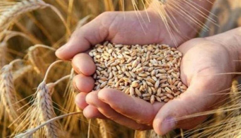 الصناعة تطرح عطاء لشراء 240 ألف طم قمح وشعير