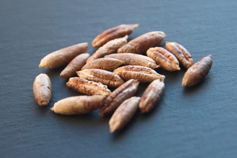 معلومات تهمك.. فوائد مطحون بزر التمر في معالجة الأكزيما
