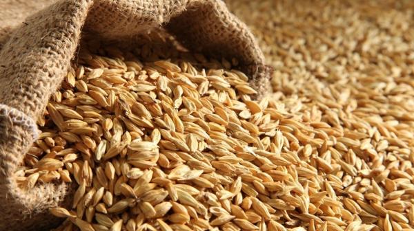 الأردن يطرح عطاءً لشراء 120 ألف طن شعير