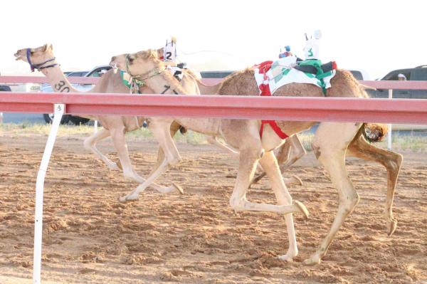 ميدان الذيد لسباقات الهجن يشهد منافسات جديدة لسباق سن الفطامين