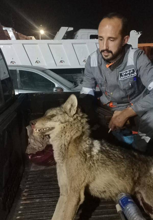 قتل ذئب يروع الأهالي في معان
