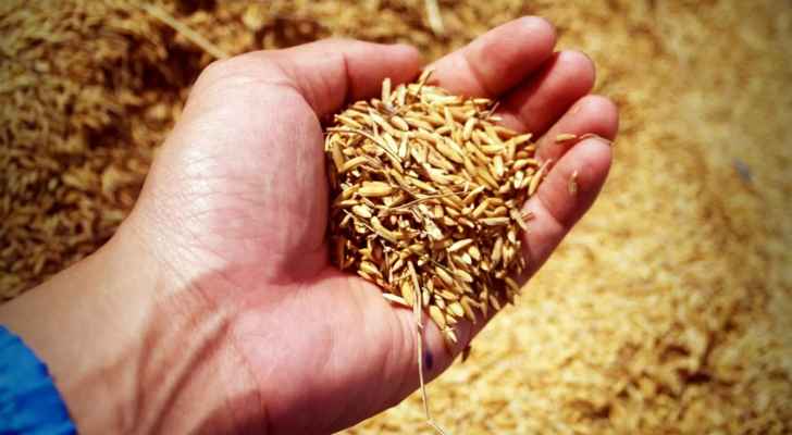 خفض أسعار الشعير لمربي الثروة الحيوانية ومستوردي المواشي باستثناء الأغنام