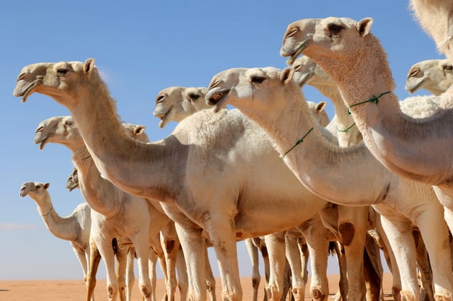 السعودية.. شاب يهدي عقدًا ثمينًا من ماركة عالمية شهيرة لناقته