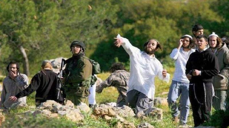 مستوطنون يسرقون ماشية لفلسطينيين بالضفة