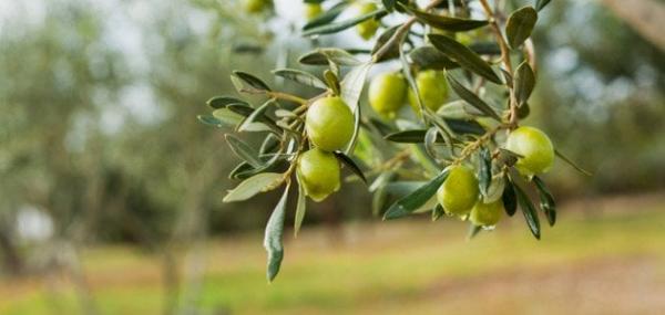 زراعة لواء الوسطية تحذر مزارعي الزيتون من الأجواء الخماسينية