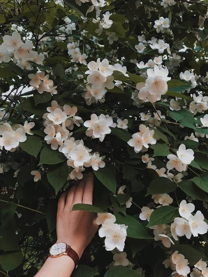 عشقُ اليّاسَمين