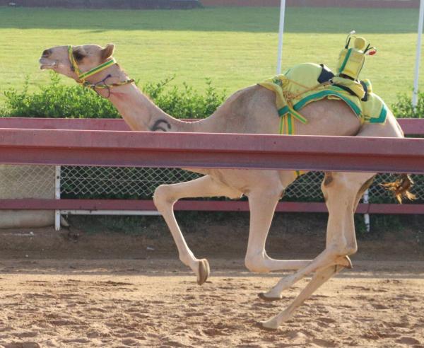 منافسات سباق الهجن لسنّ الفطامين تواصل إثارتها بميدان الذيد
