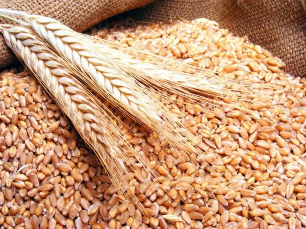 الأردن يطرح عطاء لشراء 120 ألف طن قمح