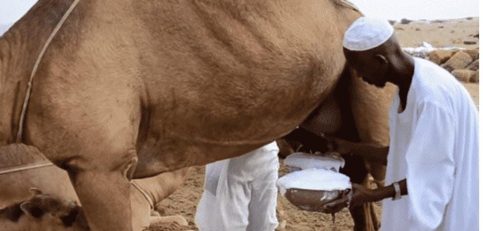 فوائد حليب الإبل لمرض السكري... تفاصيل