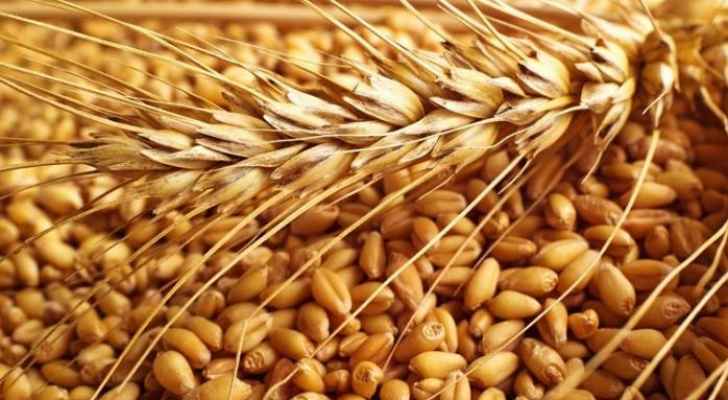 الحكومة تطرح عطاء لشراء 120 ألف طن قمح