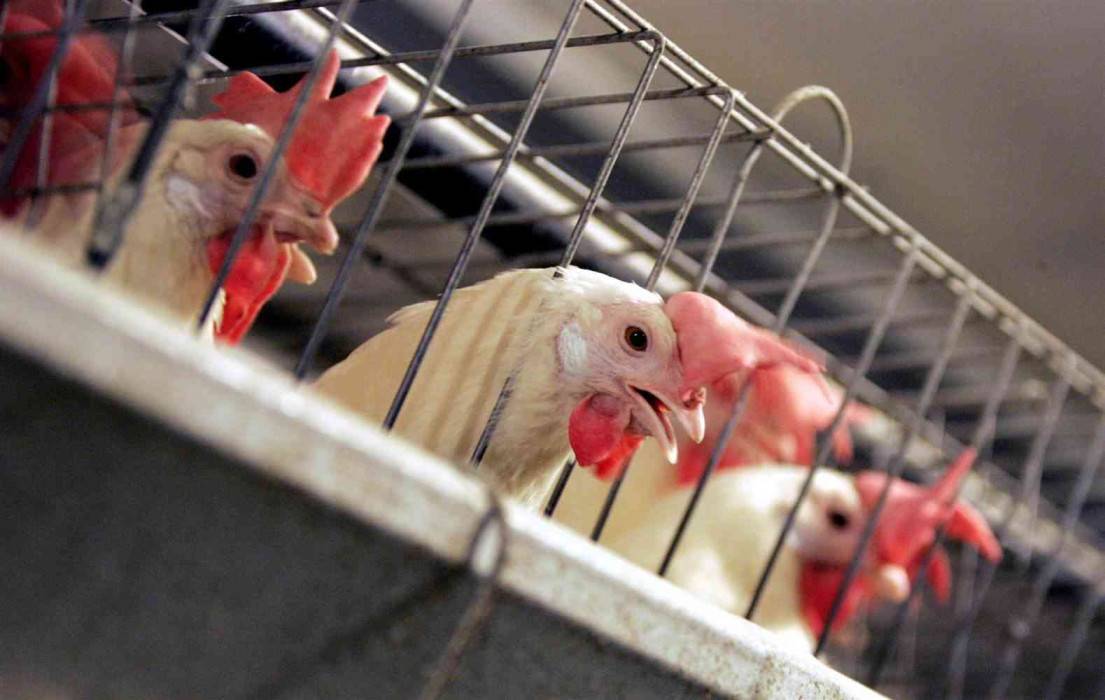 محال دجاج النتافات في السلط تغلق أبوابها