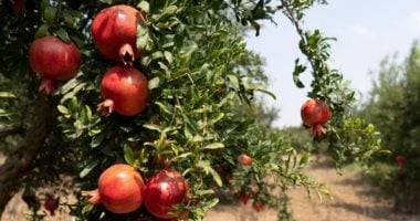 إربد: يوم علمي في كفرسوم حول إدارة بساتين الرمان