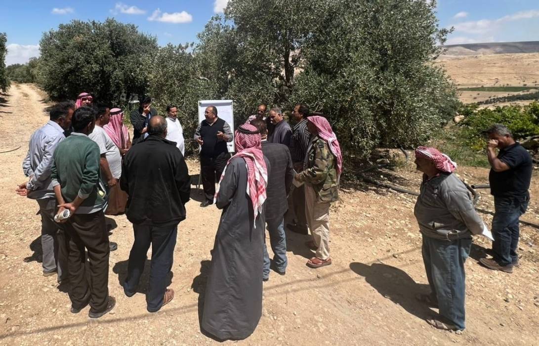 مدرسة حقلية بعنوان تحسين انتاجية اشجار الزيتون بالكرك