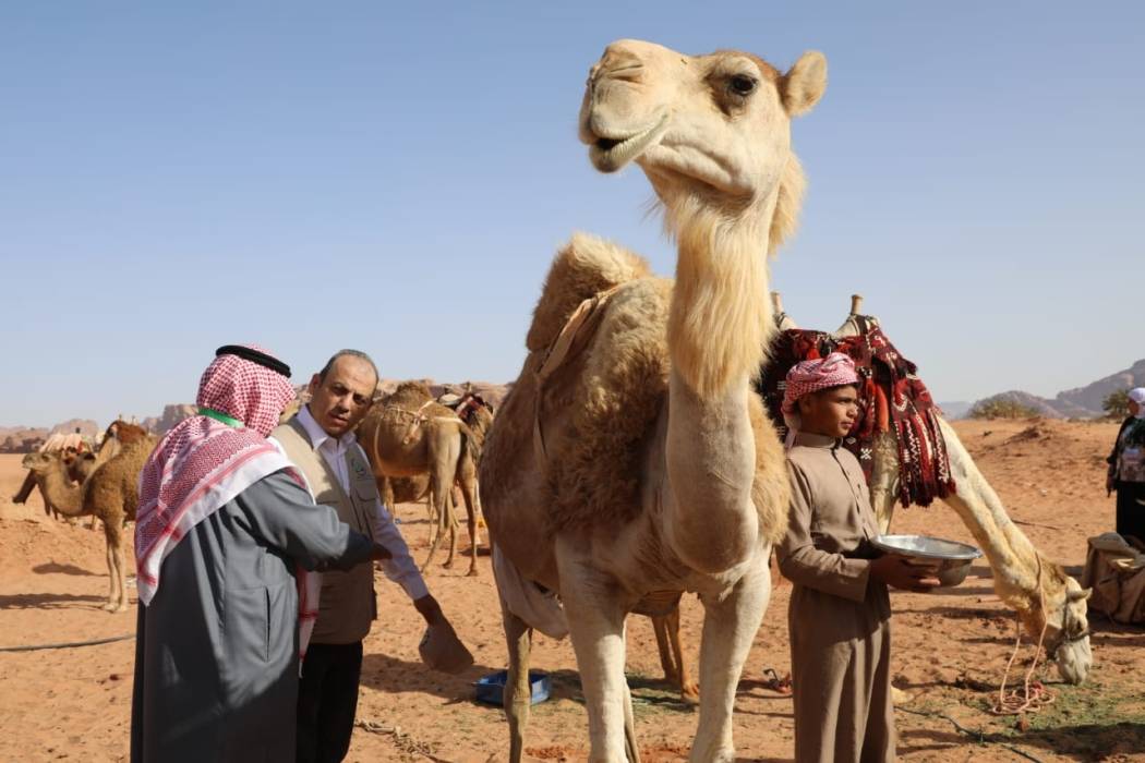 البحوث الزراعية يختتم ورشة توعوية عن أهمية الإبل ...صور