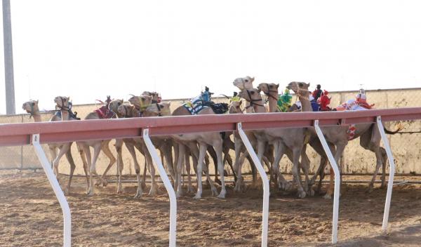 الشبابي يحصد افضل توقيت في منافسات سن الفطامين بميدان الذيد
