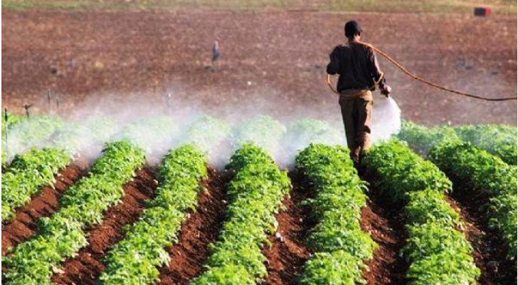 زراعة الأغوار الشمالية تدعو المزارعين لتنظيم الري لمواجهة موجة الحر