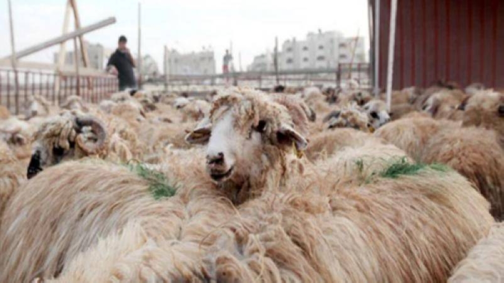 بلدية معاذ بن جبل تحدد أماكن بيع الأضاحي