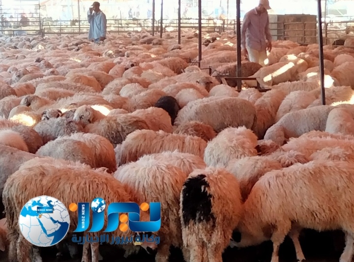 الأضاحي.. خيارات متنوعة والأفضلية للبلدي الأردني