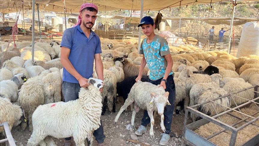 اقبال ضئيل على الاضاحي بالأردن يعود الى ارتفاع الأسعار وحرب غزة