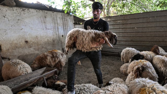 عيد الأضحى.. زائر حزين في بلدان عربية
