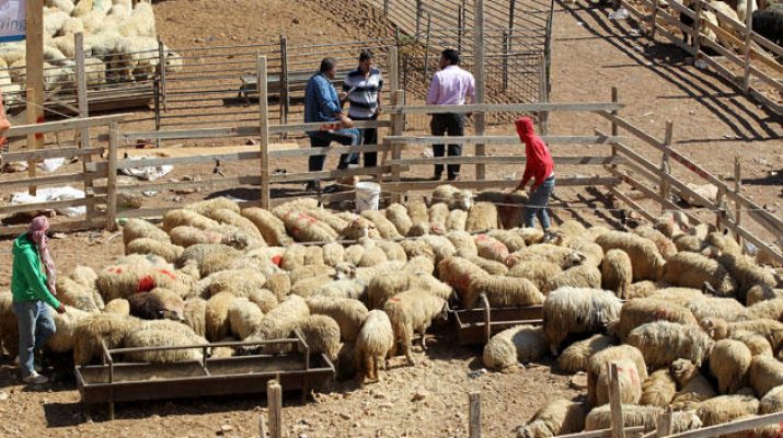 الأمانة: إزالة 133 حظيرة لبيع الأضاحي غير معتمدة منذ الأربعاء الماضي