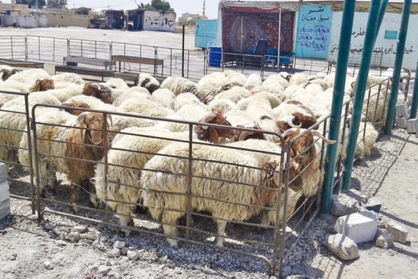 أمانة عمّان: ترحيل 37 حظيرة عشوائية لبيع الأغنام