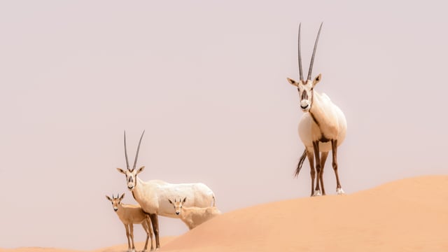 السعودية.. ولادة أول مها عربي مهدد بالانقراض