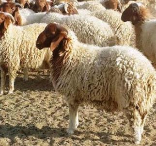 الحكومة تنفي دخول أغنام مصابة بالطاعون إلى الأردن