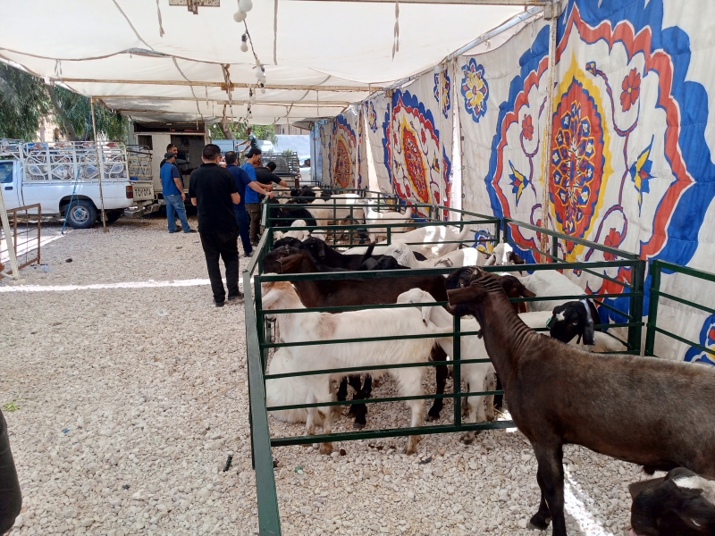 افتتاح مهرجان الأغنام والماعز والمنتجات الريفية في المفرق