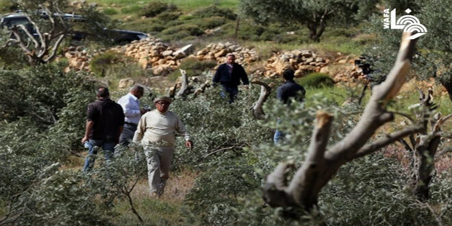 مستوطنون يقتلعون 80 شجرة مثمرة جنوب الخليل