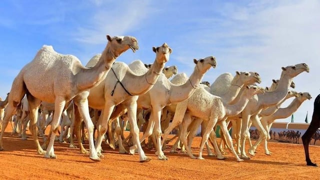 السعودية..إطلاق أول دبلوم جامعي في تربية ورعاية الإبل