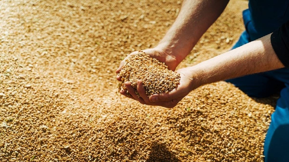 رفع سعر الشعير لمربي الثروة الحيوانية باستثناء الأغنام