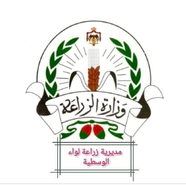 زراعة الوسطية تحذر من ذبابة الزيتون