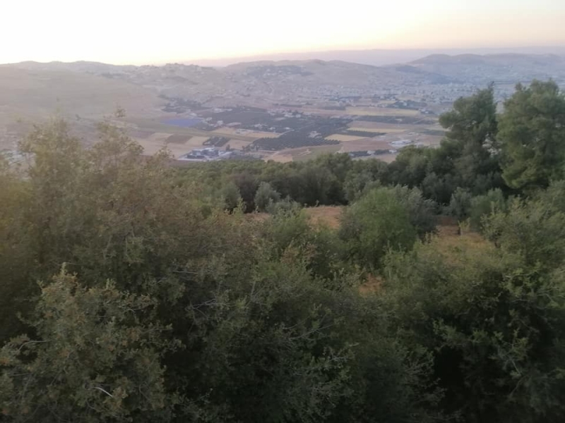حريق كبير في غابة الشهيد وصفي التل