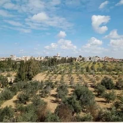 زارعة الطفيلة: 350 طنا الإنتاج المتوقع لزيت الزيتون في المحافظة