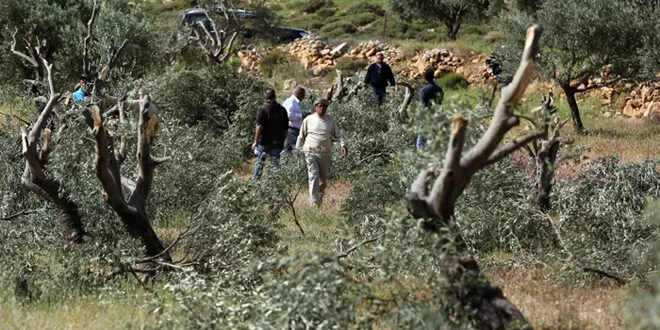 الأمم المتحدة تحذر من تزايد عنف المستوطنين خلال موسم قطاف الزيتون في الضفة الغربية